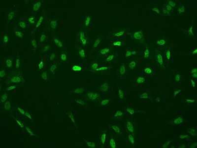 Immunocytochemistry/Immunofluorescence: RBM3 Antibody [NBP2-97785] - Immunofluorescence staining of RBM3 in U2OS cells. Cells were fixed with 4% PFA, permeabilzed with 0.1% Triton X-100 in PBS, blocked with 10% serum, and incubated with rabbit anti-Human RBM3 polyclonal antibody (dilution ratio 1:200) at 4C overnight. Then cells were stained with the Alexa Fluor(R)488-conjugated Goat Anti-rabbit IgG secondary antibody (green). Positive staining was localized to Nucleus.