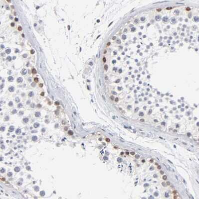 Immunohistochemistry-Paraffin: RBM3 Antibody [NBP1-81580] - Staining of human testis shows moderate nuclear positivity in cells in seminiferous ducts.