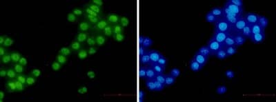 Immunocytochemistry/Immunofluorescence: RBM3 Antibody (S02-0C1) [NBP3-19912] - Immunocytochemistry of RBM3 (green) in hela using NBP3-19912 at dilution 1/50, and DAPI (blue)