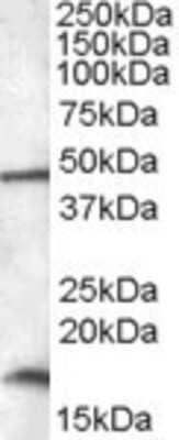 Western Blot: RBM3 Antibody [NBP1-36980] - Analysis of RBM3 in HepG2 lysate (35ug protein in RIPA buffer) using this antibody at 0.01 ug/ml. Primary incubation was 1 hour. Detected by chemiluminescence.