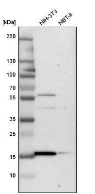 Western Blot: RBM3 Antibody [NBP1-81580] - Analysis in mouse cell line NIH-3T3 and rat cell line NBT-II.