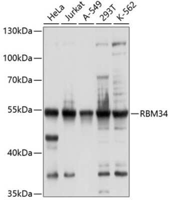 Western Blot: RBM34 Antibody [NBP2-93216] - Analysis of extracts of various cell lines, using RBM34 at 1:1000 dilution. Secondary antibody: HRP Goat Anti-Rabbit IgG (H+L) at 1:10000 dilution. Lysates/proteins: 25ug per lane. Blocking buffer: 3% nonfat dry milk in TBST. Detection: ECL Basic Kit . Exposure time: 5s.