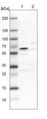 Western Blot: RBM42 Antibody [NBP1-82770] - Lane 1: NIH-3T3 cell lysate (Mouse embryonic fibroblast cells). Lane 2: NBT-II cell lysate (Rat Wistar bladder tumor cells).