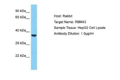 Western Blot: RBM43 Antibody [NBP2-83441] - Host: Rabbit. Target Name: RBM43. Sample Type: HepG2 Whole Cell lysates. Antibody Dilution: 1.0ug/ml