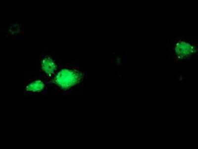 Immunocytochemistry/Immunofluorescence: RBM46 Antibody (1D6) [NBP2-01993] Staining of COS7 cells transiently transfected by pCMV6-ENTRY RBM46.