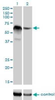 Western Blot: RBM5 Antibody (2B6) [H00010181-M01] - Analysis of RBM5 over-expressed 293 cell line, cotransfected with RBM5 Validated Chimera RNAi ( Cat # H00010181-R01V ) (Lane 2) or non-transfected control (Lane 1). Blot probed with RBM5 monoclonal antibody (M01), clone 2B6 (Cat # H00010181-M01 ). GAPDH ( 36.1 kDa ) used as specificity and loading control.