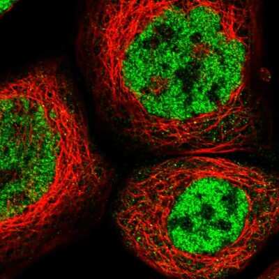 Immunocytochemistry/Immunofluorescence: RBM5 Antibody [NBP1-83304] - Staining of human cell line A-431 shows localization to nucleoplasm. Antibody staining is shown in green.