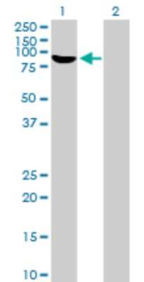 Western Blot: RBM5 Antibody [H00010181-B01P] - Analysis of RBM5 expression in transfected 293T cell line by RBM5 polyclonal antibody.  Lane 1: RBM5 transfected lysate(60.06 KDa). Lane 2: Non-transfected lysate.