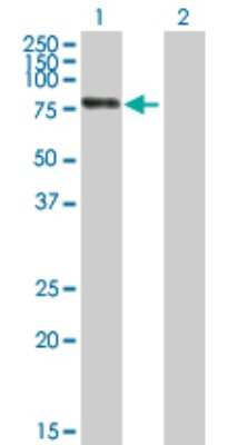 Western Blot: RBM6 Antibody [H00010180-B01P] - Analysis of RBM6 expression in transfected 293T cell line by RBM6 polyclonal antibody.  Lane 1: RBM6 transfected lysate(66.11 KDa). Lane 2: Non-transfected lysate.