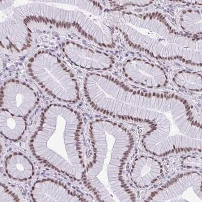 Immunohistochemistry RBM7 Antibody - BSA Free