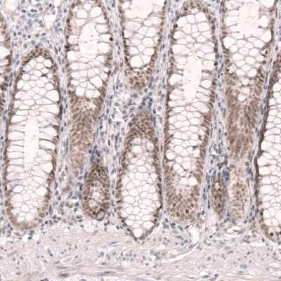 Immunohistochemistry-Paraffin RBM7 Antibody - BSA Free