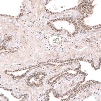 Immunohistochemistry-Paraffin RBM7 Antibody - BSA Free
