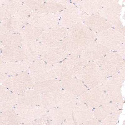 Immunohistochemistry-Paraffin RBM7 Antibody - BSA Free