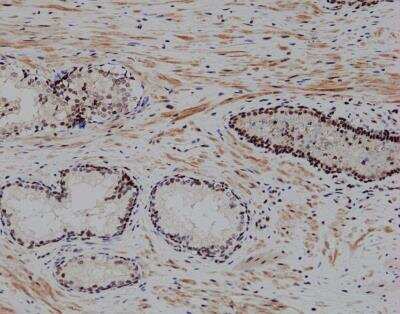 Immunohistochemistry-Paraffin RBM7 Antibody - BSA Free