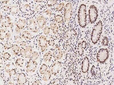 Immunohistochemistry-Paraffin: RBM7 Antibody [NBP2-97836] - Immunochemical staining of human RBM7 in human stomach with rabbit polyclonal antibody at 1:100 dilution, formalin-fixed paraffin embedded sections.