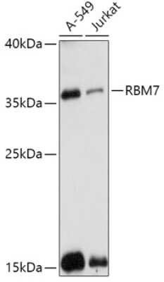Western Blot: RBM7 Antibody [NBP2-94284] - Analysis of extracts of various cell lines, using RBM7 at 1:1000 dilution. Secondary antibody: HRP Goat Anti-Rabbit IgG (H+L) at 1:10000 dilution. Lysates/proteins: 25ug per lane. Blocking buffer: 3% nonfat dry milk in TBST. Detection: ECL Basic Kit . Exposure time: 90s.