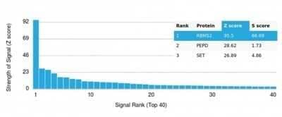 Protein Array: RBMS2 Antibody (PCRP-RBMS2-1B6) - Azide and BSA Free [NBP3-14163] - Analysis of Protein Array containing more than 19,000 full-length human proteins using RBMS2 Antibody (PCRP-RBMS2-1B6).
