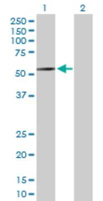 Western Blot: RBMS2 Antibody [H00005939-D01P] - Analysis of RBMS2 expression in transfected 293T cell line by RBMS2 polyclonal antibody.Lane 1: RBMS2 transfected lysate(44 KDa).Lane 2: Non-transfected lysate.