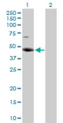 Western Blot: RBMS2 Antibody [H00005939-D02P] - Analysis of RBMS2 expression in transfected 293T cell line by RBMS2 rabbit polyclonal antibody.Lane 1: RBMS2 transfected lysate(44.00 KDa).Lane 2: Non-transfected lysate.