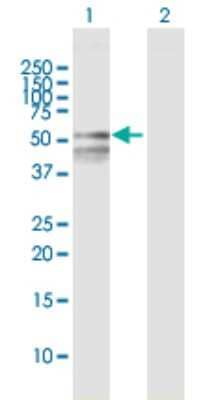 Western Blot: RBMY1F Antibody [H00159163-B01P] - Analysis of RBMY1F expression in transfected 293T cell line by RBMY1F polyclonal antibody.  Lane 1: RBMY1F transfected lysate(54.56 KDa). Lane 2: Non-transfected lysate.