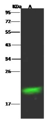 Western Blot: RBP4/Retinol-Binding Protein 4 Antibody (001) [NBP2-90460] - Anti-RBP4/Retinol-Binding Protein 4 rabbit monoclonal antibody at 1:500 dilution. Lane A: HepG2 Whole Cell Lysate. Lysates/proteins at 30 ug per lane. Secondary Goat Anti-Rabbit IgG H&L (Dylight 800) at 1/10000 dilution. Developed using the Odyssey technique. Performed under reducing conditions. Predicted band size: 23 kDa. Observed band size: 23 kDa