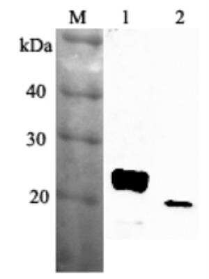 RBP4/Retinol-Binding Protein 4 Antibody [NBP2-80108] - Analysis using RBP4 (mouse), pAb (Prod. No. NBP2-80108) at 1:2'000 dilution.
