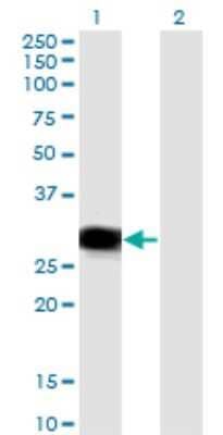 Western Blot: RBPMS Antibody (1C12) [H00011030-M03] - Analysis of RBPMS expression in transfected 293T cell line by RBPMS monoclonal antibody (M03), clone 1C12. Lane 1: RBPMS transfected lysate (Predicted MW: 21.8 KDa). Lane 2: Non-transfected lysate.