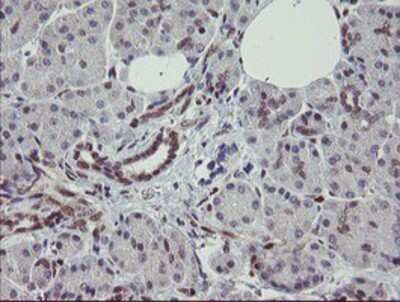 Immunohistochemistry-Paraffin: RBPMS Antibody (3B7) [NBP2-03905] - Staining of paraffin-embedded Human pancreas tissue using anti-RBPMS mouse monoclonal antibody.