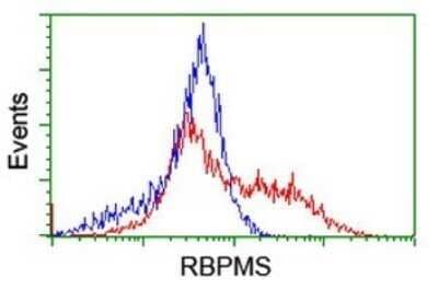 Flow Cytometry: RBPMS Antibody (OTI2G10) - Azide and BSA Free [NBP2-73835] - Analysis of HEK293T cells transfected with either RC200248 overexpress plasmid(Red) or empty vector control plasmid(Blue) were immunostaining by RBPMS antibody, and then analyzed by flow cytometry.
