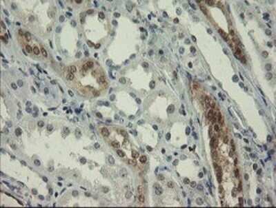 Immunohistochemistry: RBPMS Antibody (OTI2G10) - Azide and BSA Free [NBP2-73835] - Analysis of Human Kidney tissue.