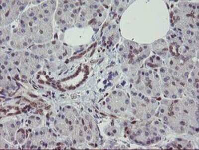 Immunohistochemistry: RBPMS Antibody (OTI3B7) - Azide and BSA Free [NBP2-73836] - Staining of paraffin-embedded Human pancreas tissue using anti-RBPMS mouse monoclonal antibody.