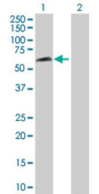 Western Blot: RBPSUHL Antibody [H00011317-D01P] - Analysis of RBPJL expression in transfected 293T cell line by RBPJL polyclonal antibody.Lane 1: RBPJL transfected lysate(56.80 KDa).Lane 2: Non-transfected lysate.