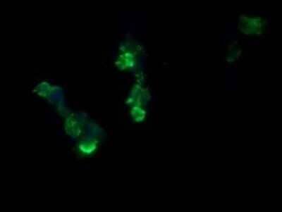 Immunocytochemistry/Immunofluorescence: RCAN3 Antibody (OTI1B2) - Azide and BSA Free [NBP2-73842] - Analysis of COS7 cells transiently transfected by pCMV6-ENTRY RCAN3.