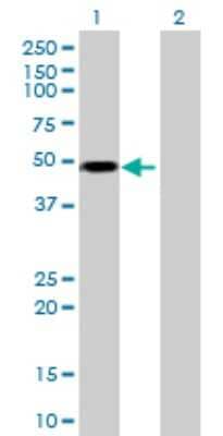 Western Blot: RCC1 Antibody [H00001104-B01P] - Analysis of RCC1 expression in transfected 293T cell line by RCC1 polyclonal antibody.  Lane 1: RCC1 transfected lysate(46.31 KDa). Lane 2: Non-transfected lysate.