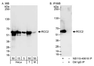 Western Blot: RCC2 Antibody [NB110-40618] - Detection of Human and Mouse RCC2 on HeLa whole cell lysate using NB110-40618.