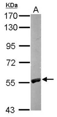 Western Blot: RCC2 Antibody [NBP1-32602] - Sample (50 ug of whole cell lysate) A: Mouse brain 7. 5% SDS PAGE; antibody diluted at 1:1000.
