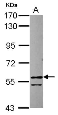 Western Blot: RCC2 Antibody [NBP2-20118] - Sample (30 ug of whole cell lysate) A: MCF-7 7. 5% SDS PAGE gel, diluted at 1:2000.