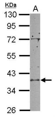 SDS-PAGE RCL1 Antibody
