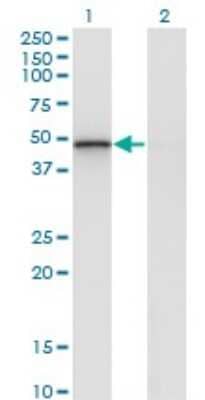 Western Blot: RCN2 Antibody (1A9) [H00005955-M02] - Analysis of RCN2 expression in transfected 293T cell line by RCN2 monoclonal antibody (M02), clone 1A9.Lane 1: RCN2 transfected lysate(36.9 KDa).Lane 2: Non-transfected lysate.