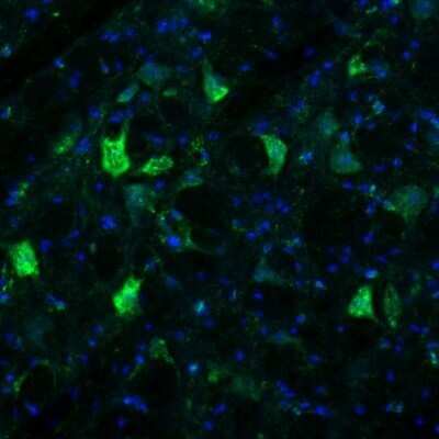 Immunohistochemistry: RCN2 Antibody [NBP2-32010] - Staining of mouse red nucleus shows strong immunoreactivity in neurons.