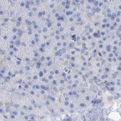 Immunohistochemistry-Paraffin: RCN2 Antibody [NBP2-32010] - Staining of human pancreas.