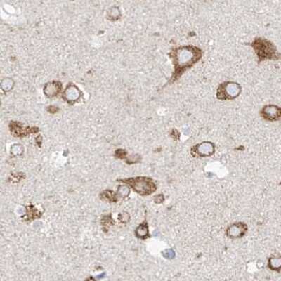 Immunohistochemistry-Paraffin: RCN2 Antibody [NBP2-32010] - Staining of human cerebral cortex.