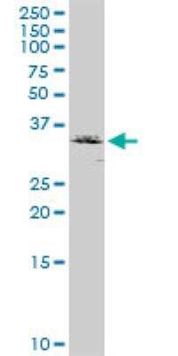 Western Blot: RCN2 Antibody [H00005955-D01P] - RCN2 MaxPab rabbit polyclonal antibody. Western Blot analysis of RCN2 expression in HeLa.