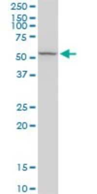 Western Blot: RCN2 Antibody [H00005955-D01P] - Analysis of RCN2 expression in human liver.
