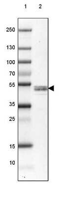 Western Blot RCN2 Antibody - BSA Free