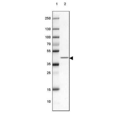 Western Blot: RCN2 Antibody [NBP2-32011] - Lane 1: Marker [kDa] 250, 130, 100, 70, 55, 35, 25, 15, 10Lane 2: Mouse Cerebral Cortex tissue