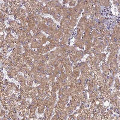 Immunohistochemistry-Paraffin RCN3 Antibody - BSA Free