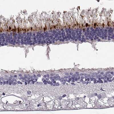 Immunohistochemistry-Paraffin RD3 Antibody - BSA Free