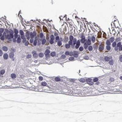 Immunohistochemistry-Paraffin RD3 Antibody - BSA Free