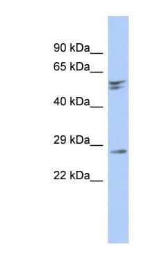 Western Blot RD3 Antibody - BSA Free